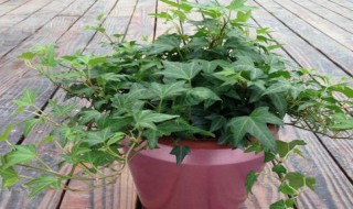 常青藤种植方法和注意事项（常青藤的作用和注意事项）