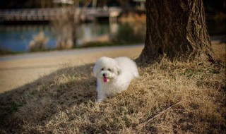 三个月比熊饲养注意事项(三个月比熊饲养注意事项和禁忌)