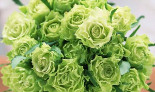 绿色玫瑰的养殖方法和注意事项（绿色玫瑰的养殖方法和注意事项视频）