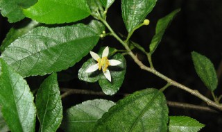 吃黄麻叶的好处(吃黄麻叶的功效与作用)