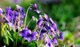 紫花桔梗的功效与作用 紫花桔梗的功效与作用是什么