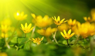 孕妇可以吃小黄花吗 孕妇可以吃小黄花吗早期