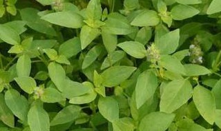 荆芥的宜忌人群 荆芥不适合什么人吃