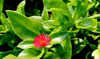 穿心莲的宜忌人群 穿心莲的禁忌人群