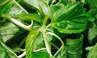 吃麻叶的注意事项 吃麻叶的注意事项有哪些