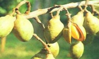 哪些人不适合吃肉豆蔻（什么人不能吃豆蔻）