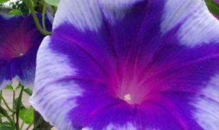 旋花和牵牛花的区别 旋花和牵牛花的区别