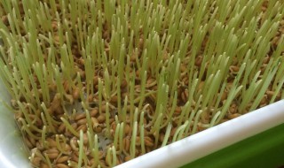 麦芽的做法 麦芽糖的做法视频