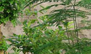 云竹该怎么养护（云竹该怎么养护好）