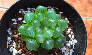 多肉姬玉露的养殖方法和注意事项（多肉姬玉露的养殖方法和注意事项）