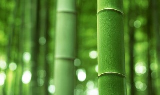 竹高属于什么科 竹高在哪里