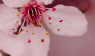 桃花属于什么科的植物 桃花属于什么花科