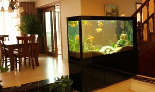 鱼屎需要清理吗(鱼屎需要天天清理吗)