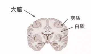 灰质由什么组成白质由什么组成（灰质由什么组成白质由什么组成的物质）