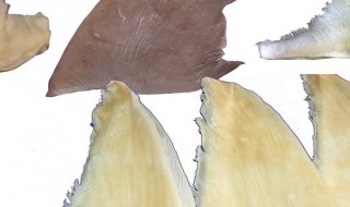 鱼翅可不可以放冰箱里 鱼翅放冰箱保质期多久