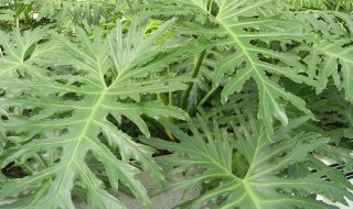 春羽水养的养殖方法和注意事项 春羽如何水养