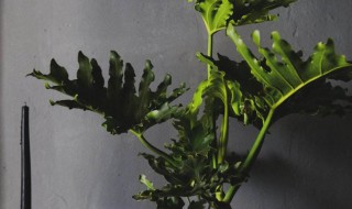 春羽的养殖方法和注意事项（水培春羽的养殖方法和注意事项）