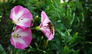 旋花的功效和作用（旋花的功效和作用是什么）