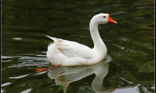 白鹅按照什么顺序写的（白鹅按照什么顺序写的作文）