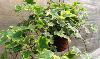 常春藤雪莹养殖方法 常春藤雪莹如何养叶子圆