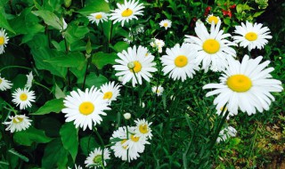 雏菊是什么菊（雏菊是什么?）