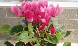 兔子花怎么养（仙客来的花杆全都耷拉下来了）