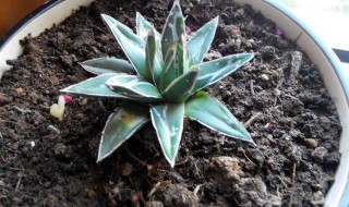 花盆土壤发霉怎么办（花盆土壤发霉怎么办小妙招）