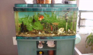 鱼缸氧气太多会怎么样(鱼缸氧气太多会怎么样呢)