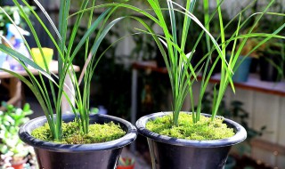 普通泥土可以种兰花吗 普通的土能种兰花吗