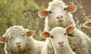 羚羊座是什么星座 羚羊座什么性格