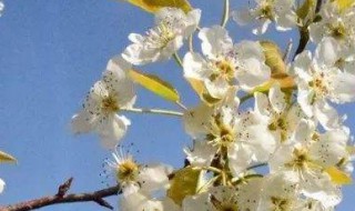 梨花可以吃吗 梨花可以吃吗?怎么吃最好吃?有什么功效?