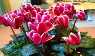 仙客来的叶子能喷水吗（仙客来能给叶面喷水吗）