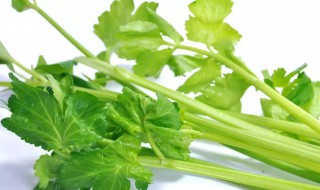 芹菜发黄了可以吃吗（芹菜发黄了可以吃吗有毒吗）