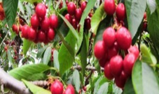 红玉珠花怎么养 红玉珠花卉