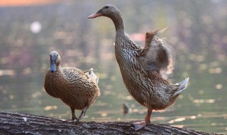 产蛋鸭产蛋期能吃土霉素吗(产蛋鸭产蛋期能吃土霉素吗视频)