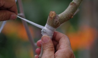 果树嫁接技术（果树嫁接方法和技术视频讲解）