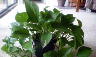 室内大号盆栽绿罗怎么养 盆栽大绿萝怎么养