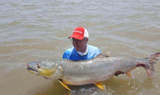 路亚ml适合钓几斤的鱼 路亚竿ml适合多重的饵