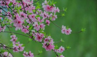 三月桃花水从明镜中看到什么（三月桃花水是春天的明镜说说你从明镜中看到了哪些景物）