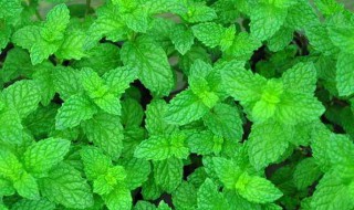 薄荷的用途和作用（薄荷的用途及介绍功效）