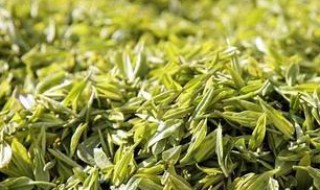 刚采摘的茶叶怎样存放（刚采摘的茶叶怎样存放好）