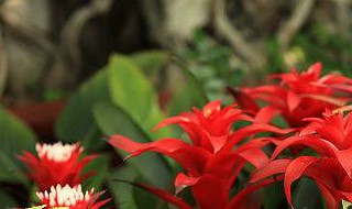 室内养鸿运当头花怎么养殖（室内花卉鸿运当头）