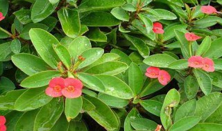 刺梅树怎么管理（刺梅的管理与栽培）