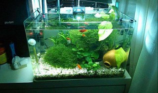 玻璃缸可以种哪些植物（玻璃缸可以养什么植物）