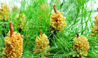 松花什么时候采摘 松花采集最佳时间是几月份