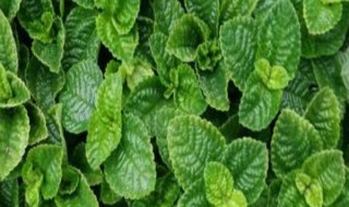 新买的薄荷怎么养（新买的薄荷怎么养 盆栽）