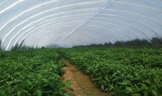 光伏大棚与普通大棚的比较 光伏大棚与普通大棚的比较图