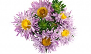 紫菊花的功效与作用(紫菊花的功效与作用机理)