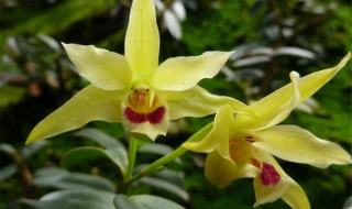 石斛花保存方法 石斛花的保存方法