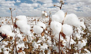 棉花种植方法和步骤（棉花种植技术宝典）